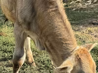 Toro, Swiss cattle — foto 5