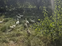 Geese — 照片 3
