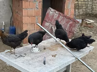 Chickens — zdjęcie 3