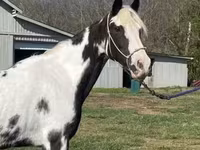 Madyan, Pinto horses — foto 2