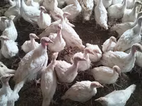 Turkeys — Foto 3