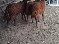 Qoç, Qoyunlar — foto 1
