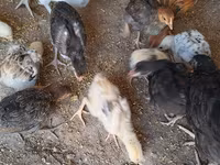 Chickens — photo 2