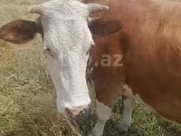 Cow, Red-spotted breed — photo 2