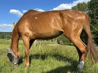 Klisna, Polish pony — foto 4