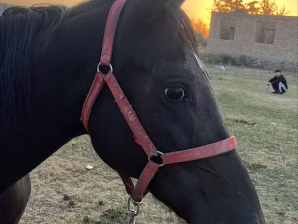 母马, Horses