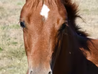 Stute, Quarter Horse — Foto 3