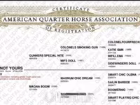 At, Quarter Horse — foto 3