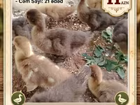 Ducks — फ़ोटो 1