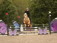 At, Quarter Horse — foto 8