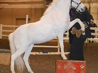 Mare, Miniature horse — photo 8