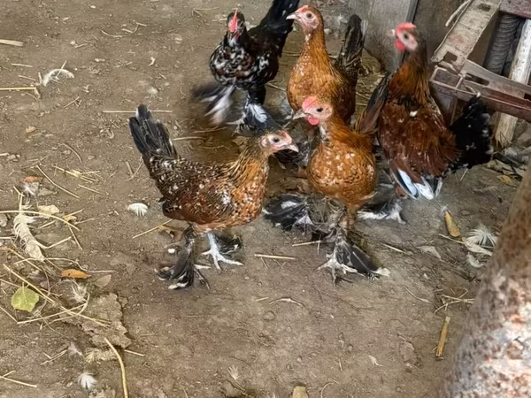 Yapon Bantam