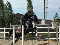 Yegua, Friesian sport horse — foto 1