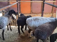 Ram, Sheep — photo 8