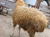 كبش, الأغنام — الصورة 4