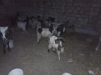 Qoç, Qoyunlar — foto 4