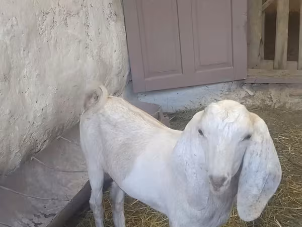 Keçi, Beetal goats