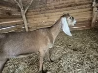Ziege, Nubian Goat — Foto 2