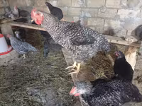 Chickens — foto 6