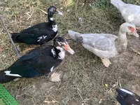 Ducks — 照片 5