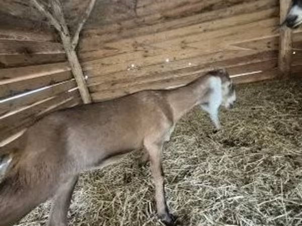 Koza, Nubian Goat