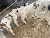ثور, Simmental cattle — الصورة 5