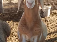 मेढ़ा, Arashan sheep — फ़ोटो 1