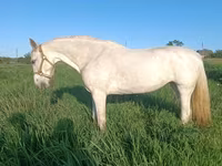Mare, Orlov Trotter — photo 2