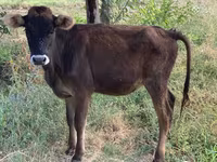 Bulle, Rinder — Foto 1