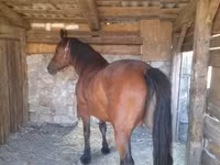 Kobyła, Međimurje horse — zdjęcie 4