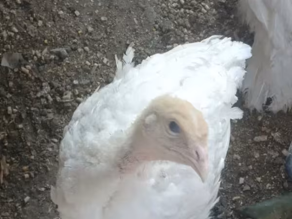 Turkeys — أرمينيا