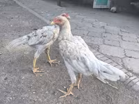 Gallinas Shamo — foto 1