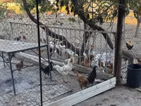 Chickens — Foto 8