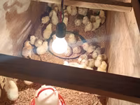 Chickens — Foto 3