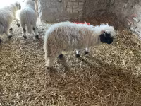 公羊, Wallis Country sheep — 照片 1