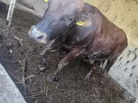 Buğa, Red Estonian cattle — foto 6