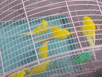 Sarı tutuquşular qırmızı göz ver qara gözlər var ünvan bakı Əcəmi — 照片 4