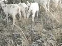 Goat, Alpine goat — photo 2