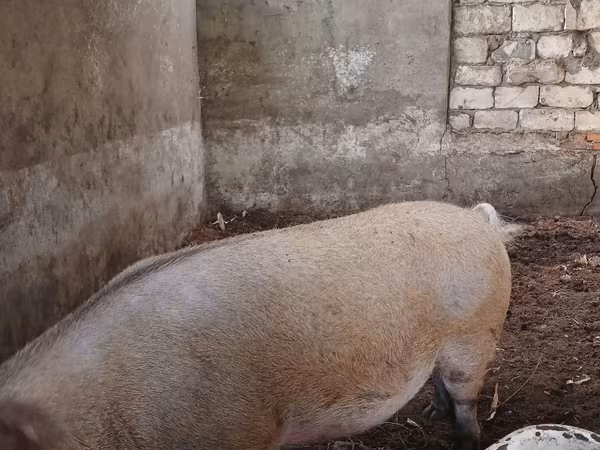 Кабан, Чочколор