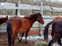 Kůň, Kazakh horse — foto 5