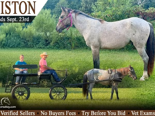 At, Australian Pony