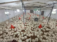 Chickens — zdjęcie 3