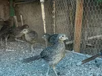 Guinea fowl — Foto 1