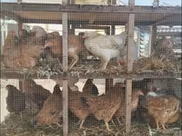Chickens — الصورة 6