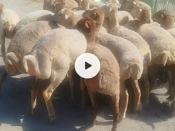 Sheep, Sheep — Azerbaijan