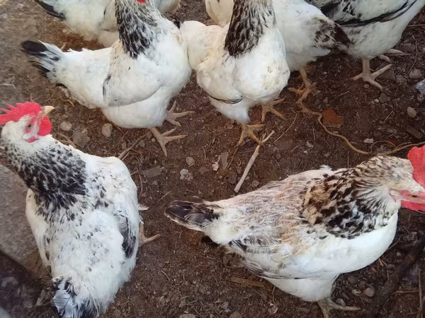 Chickens — Azerbaijan
