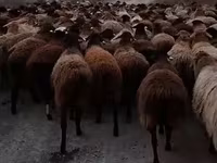 Qoç, Hissar sheep — foto 2