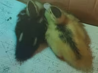 Ducks — foto 3