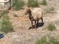 Sheep, Sheep — photo 2