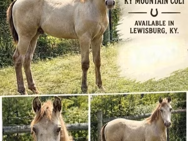घोड़ा, Kentucky mountain daddle horse